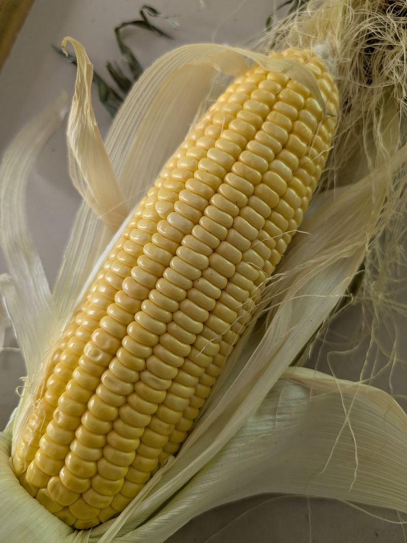 Maize Seeds 500g