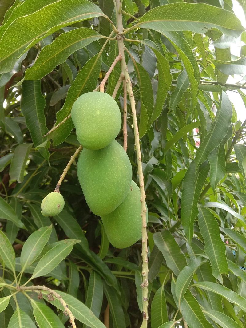 Mango Plant Medium Plant
