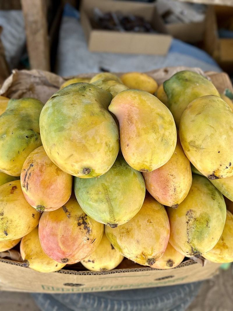 Mango Seeds 10 Seeds