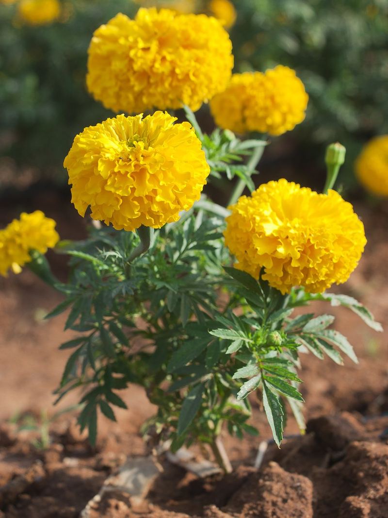 Marigold Plant Small Nursery Bag