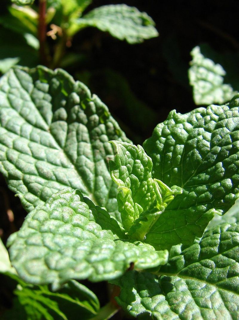Mint Plant Medium Plant
