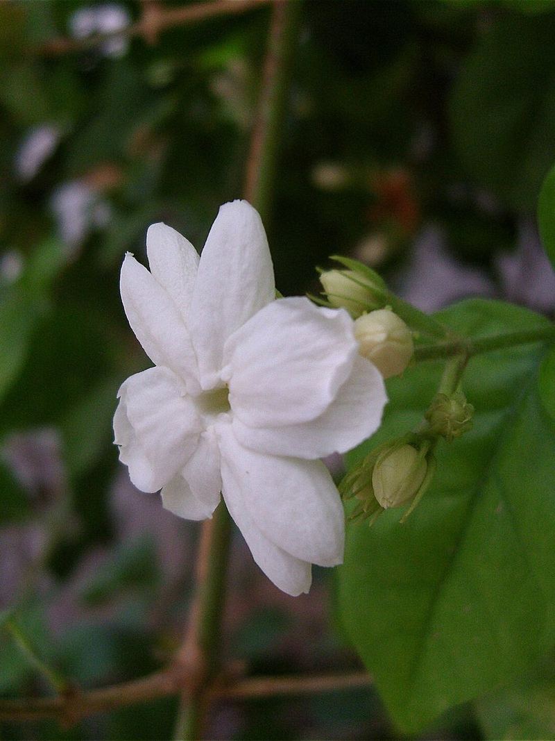 Mogra Plant Grafted Plant