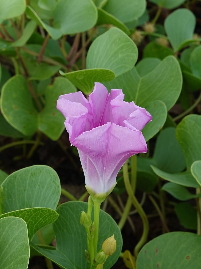 Morning Glory Seeds 25 Seeds