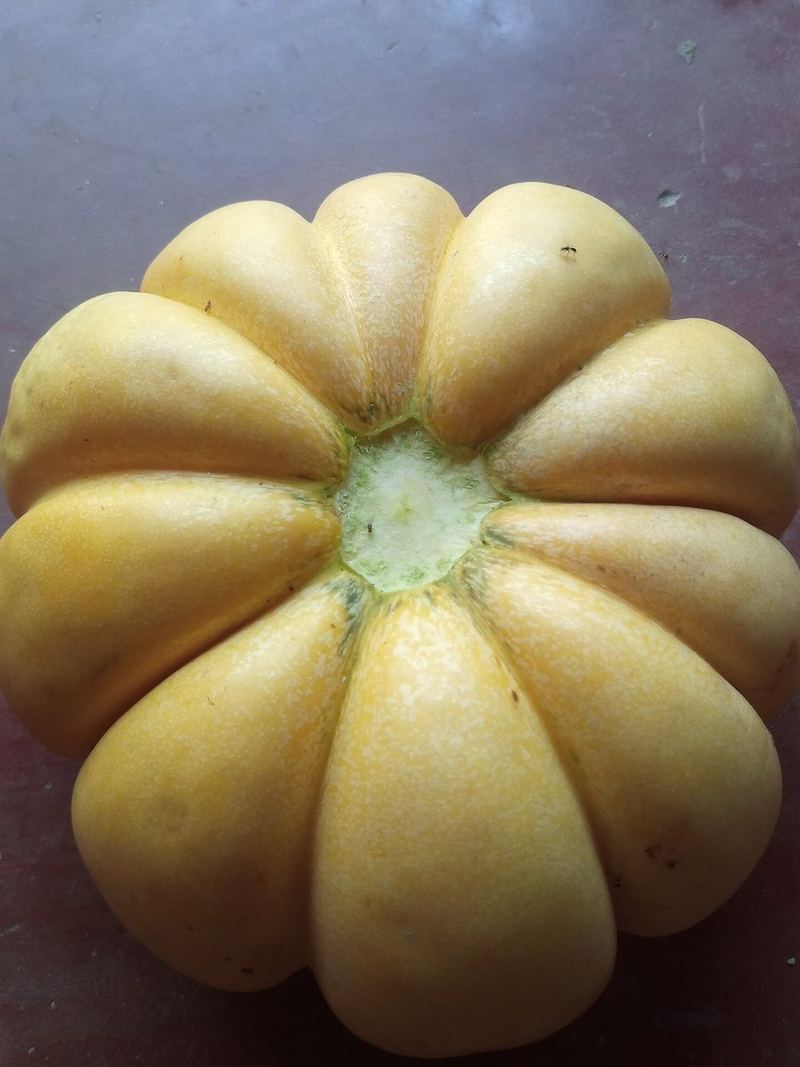 Muskmelon Seeds 10 Seeds