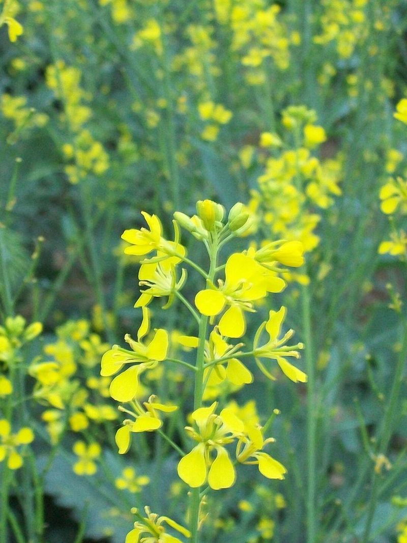 Mustard Greens Seeds 25g