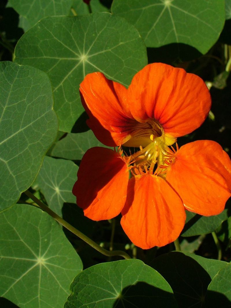 Nasturtium Seeds 25 Seeds