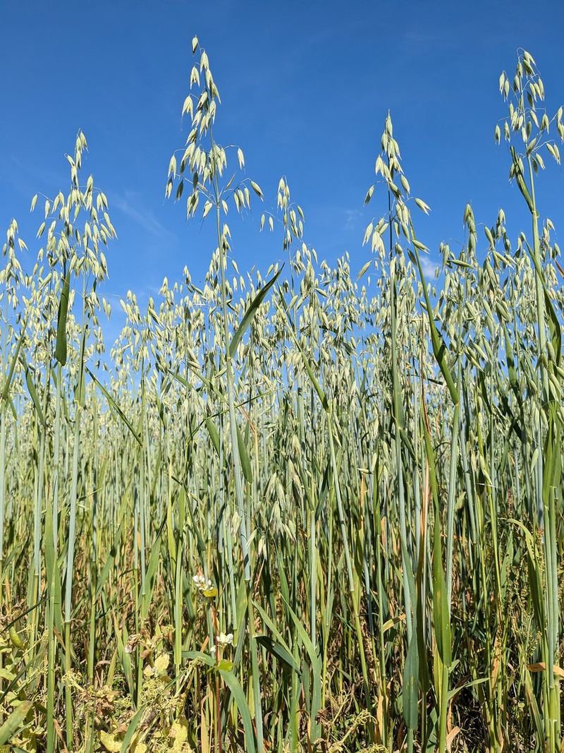 Oats Seeds 500g