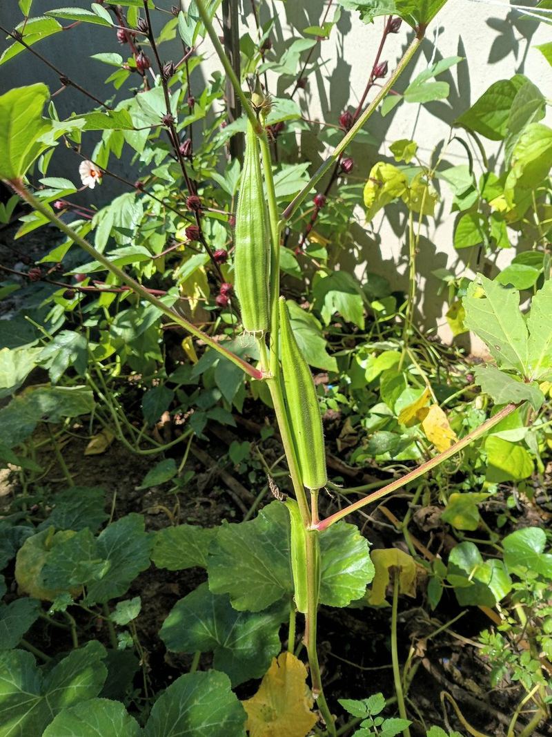 Okra Seeds 25g