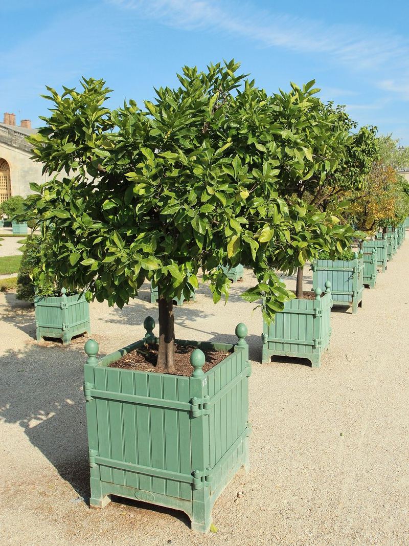 Orange Plant Small Nursery Bag