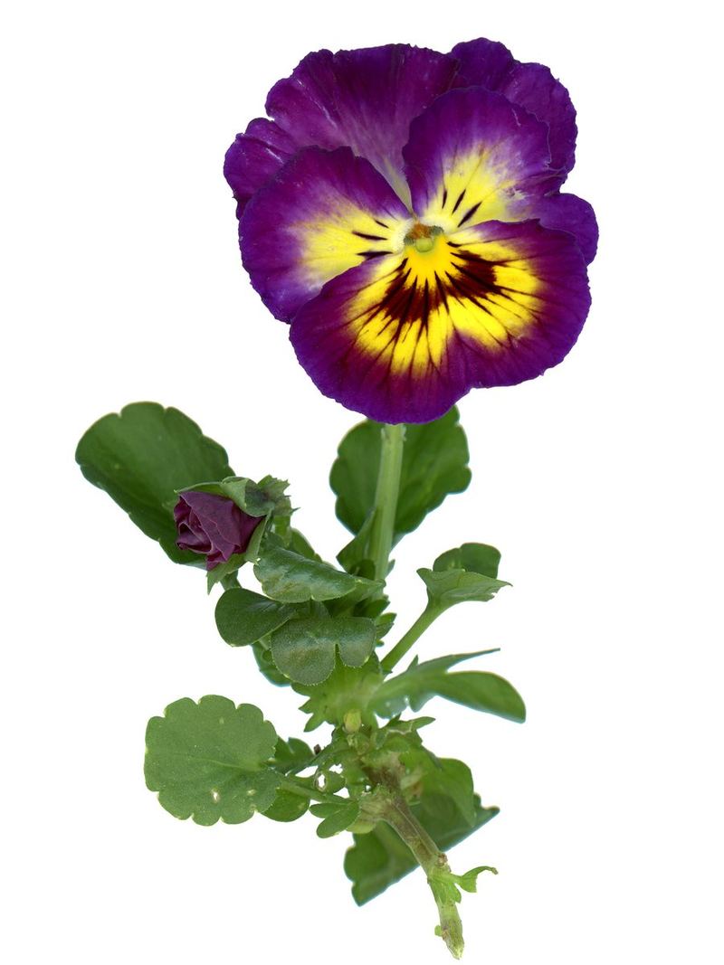 Pansy Seeds 25 Seeds