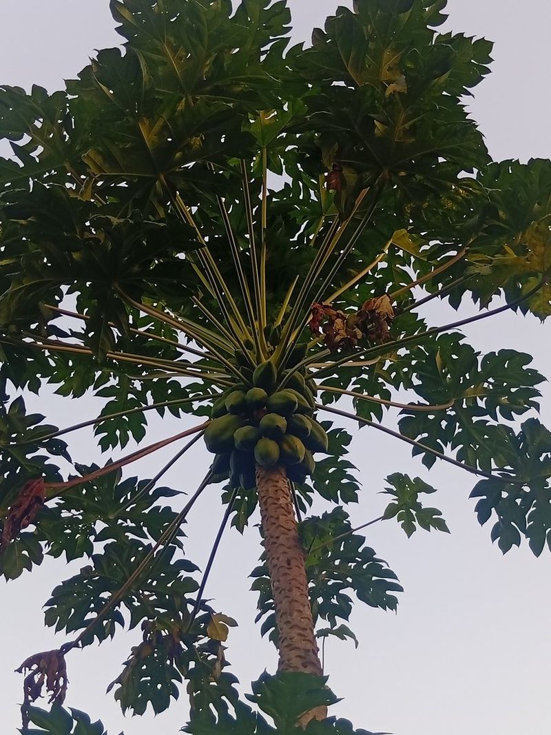 Papaya Plant Medium Plant