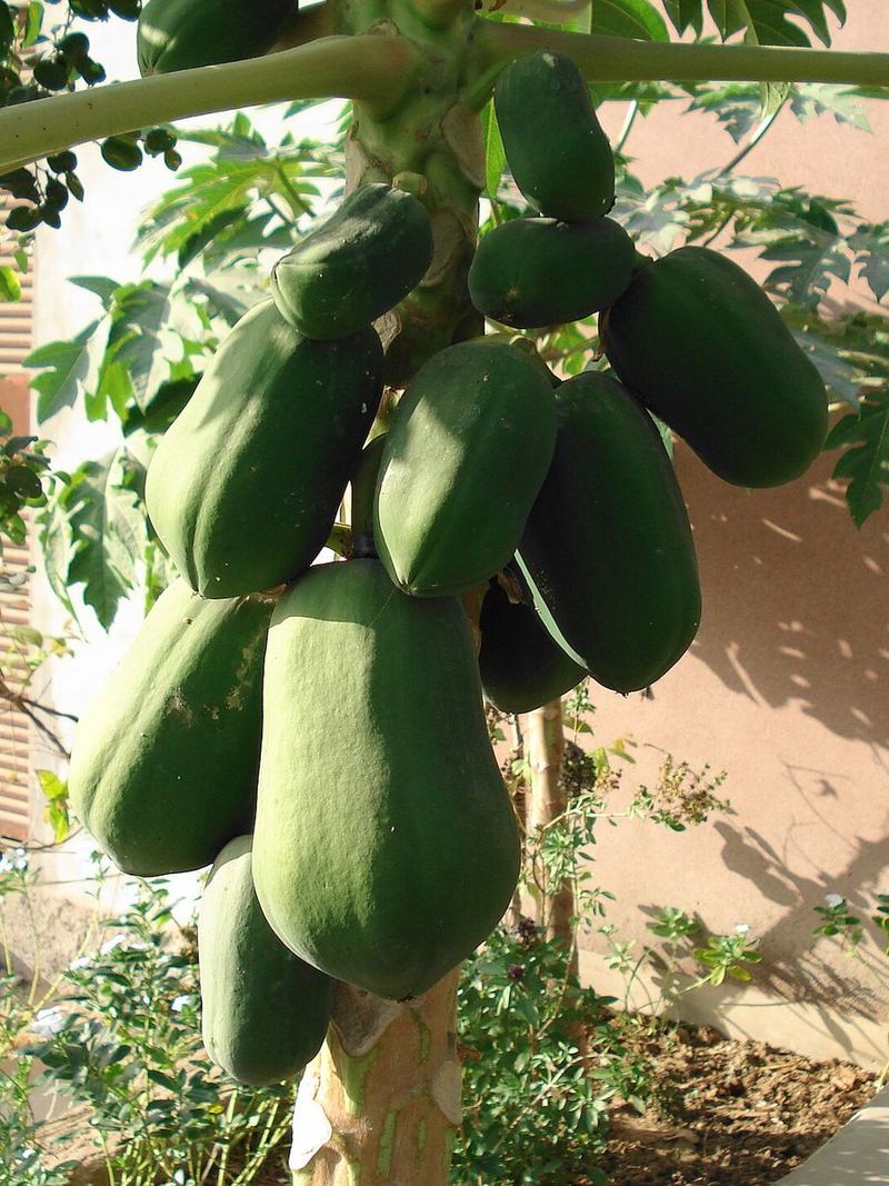 Papaya Seeds 10 Seeds