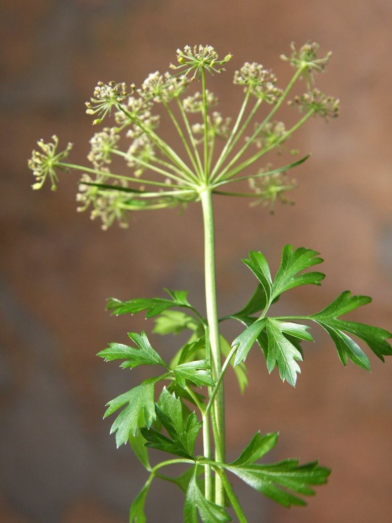 Parsley Seeds 25g