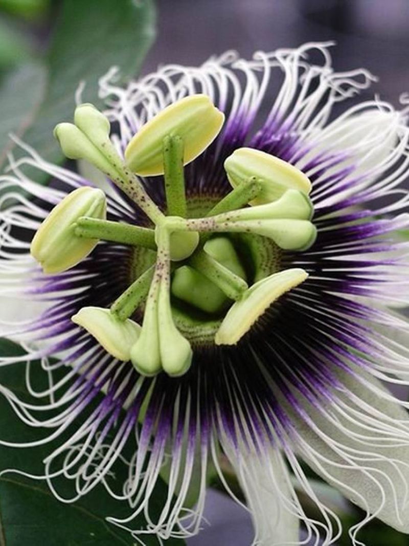Passion Fruit Seeds 10 Seeds