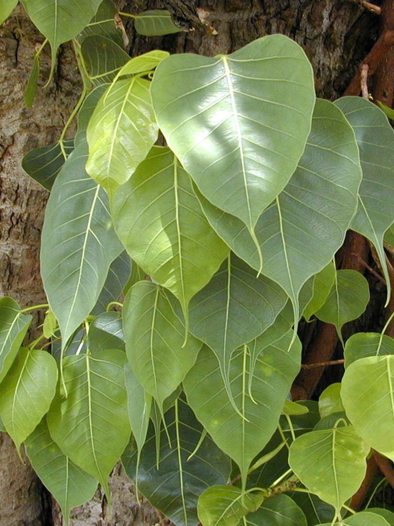 Peepal Sapling Small Nursery Bag
