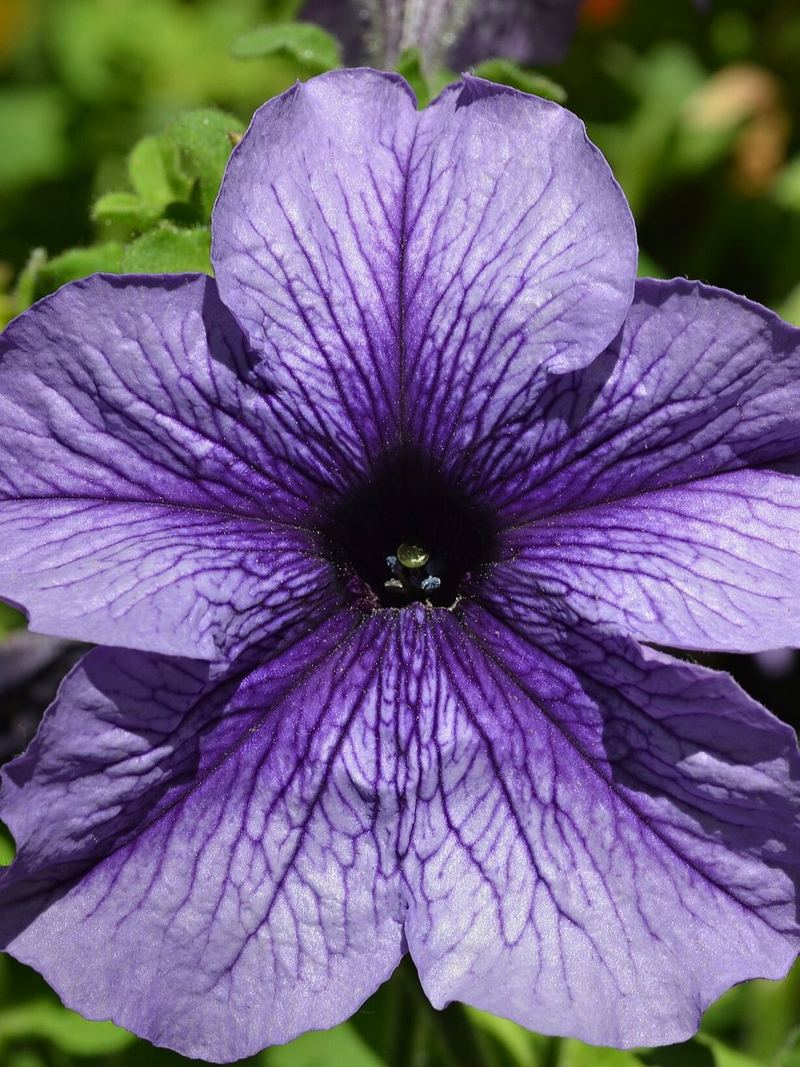 Petunia Seeds 25 Seeds