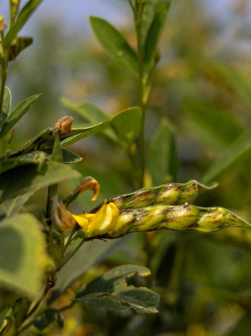 Pigeon Pea Seeds 500g