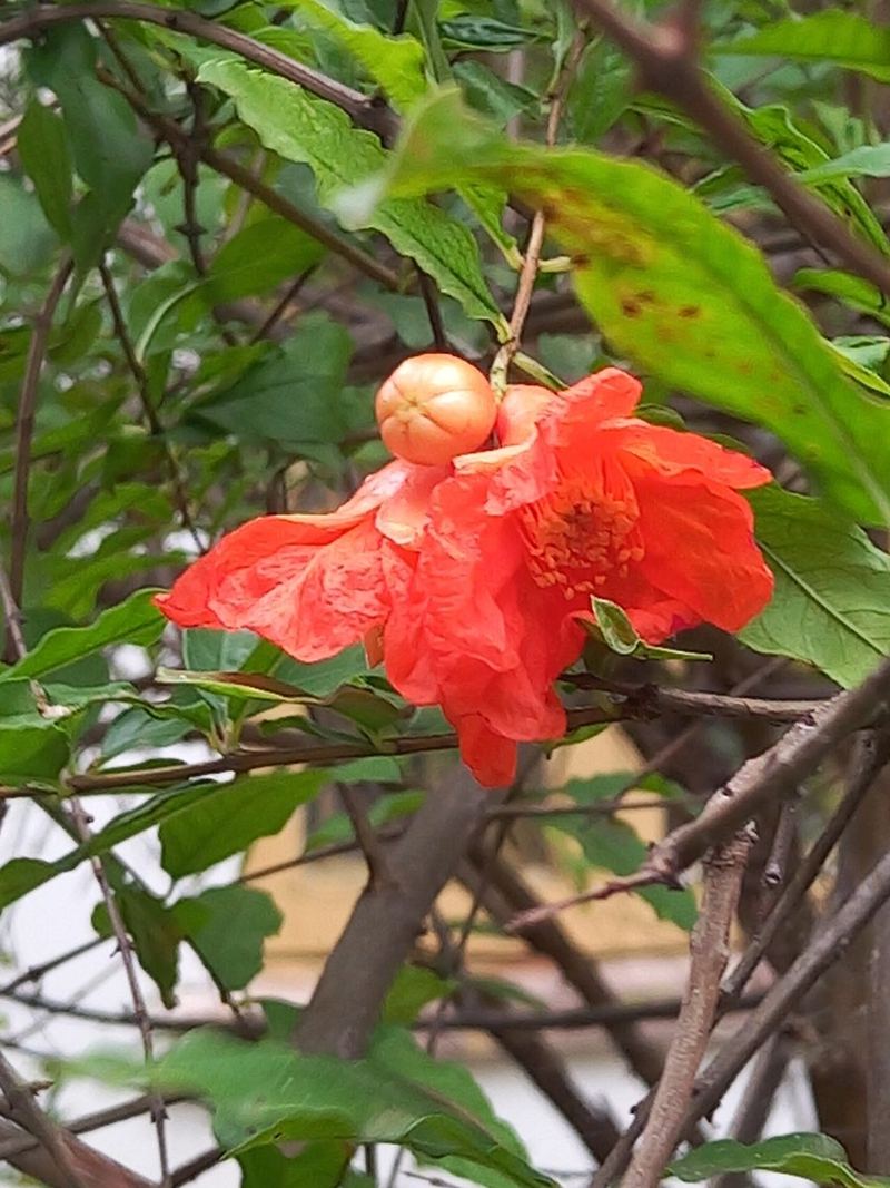 Pomegranate Plant Medium Plant