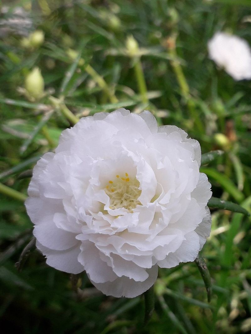 Portulaca Seeds 25 Seeds