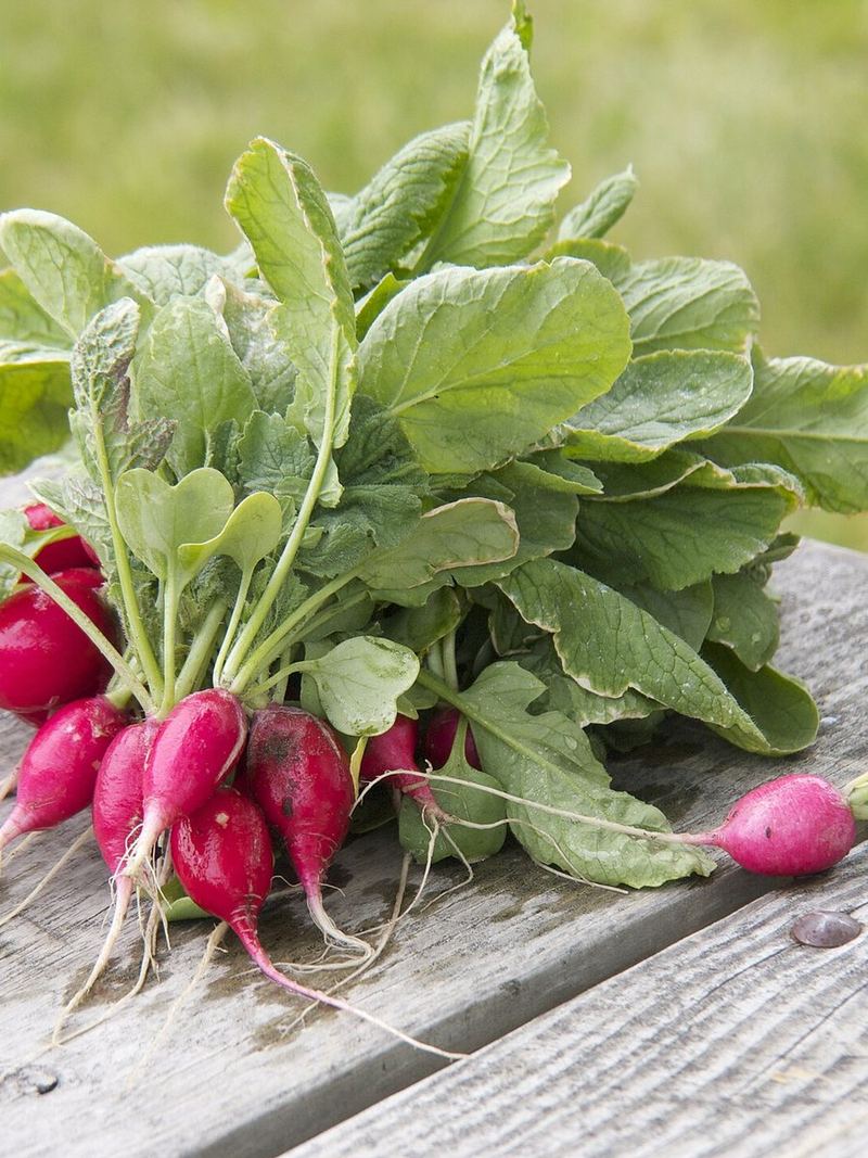 Radish Seeds 25g