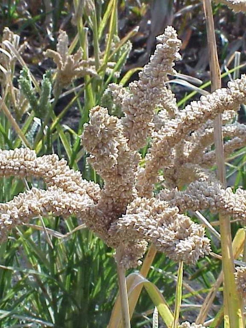 Ragi Seeds 500g
