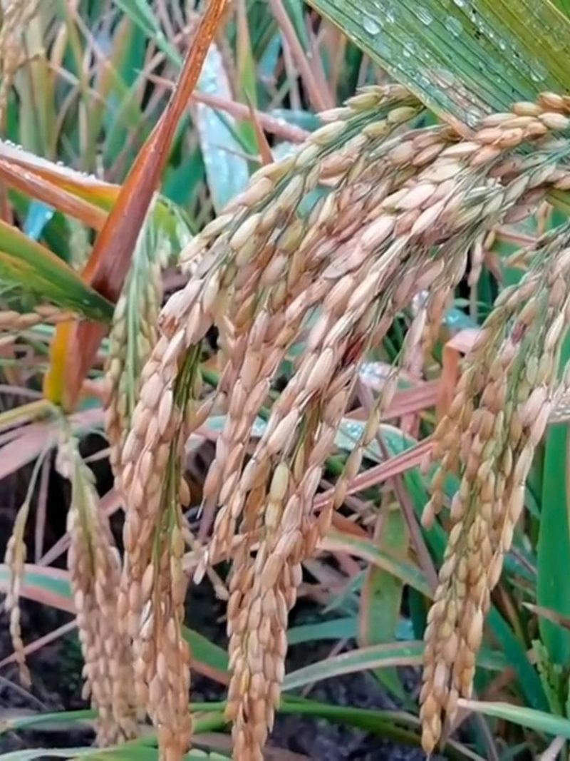 Rice Seeds 500g