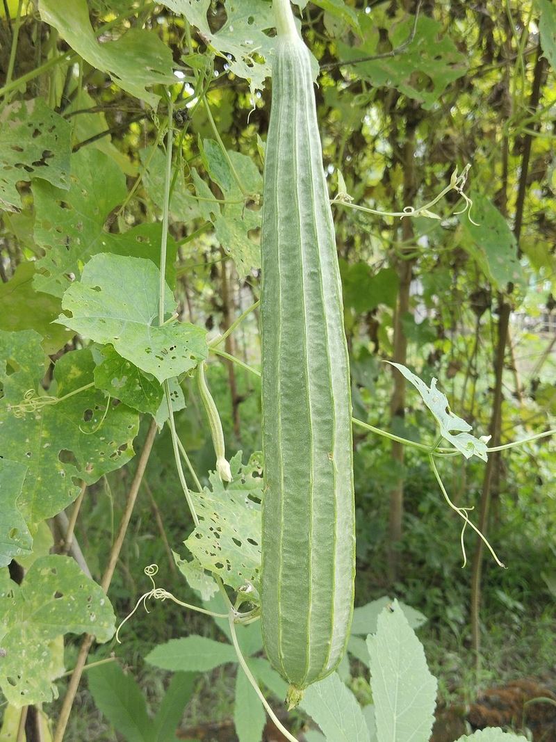 Ridge Gourd Seeds 25g