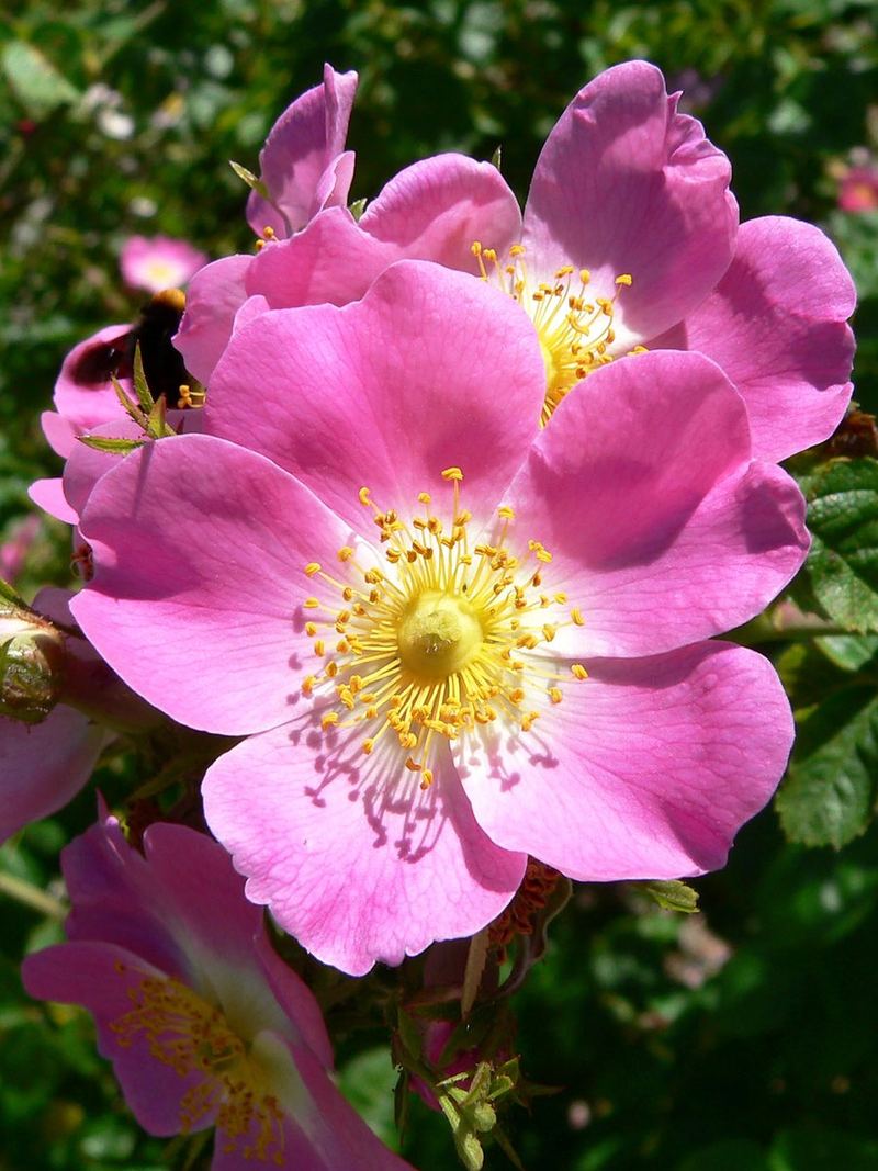 Rose Seeds 25 Seeds