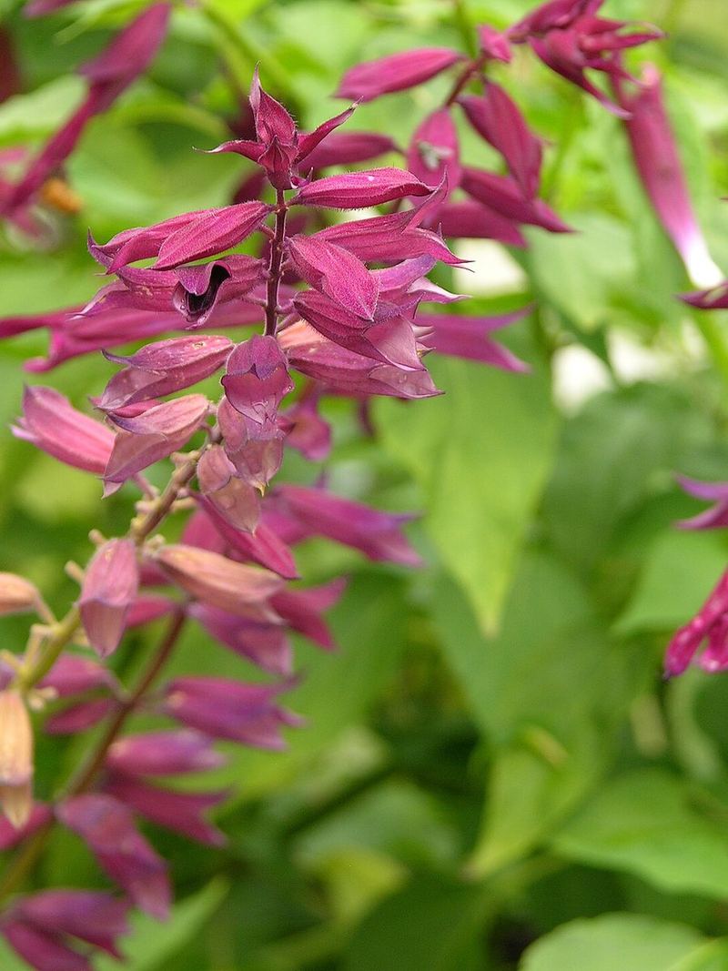 Salvia Seeds 25 Seeds