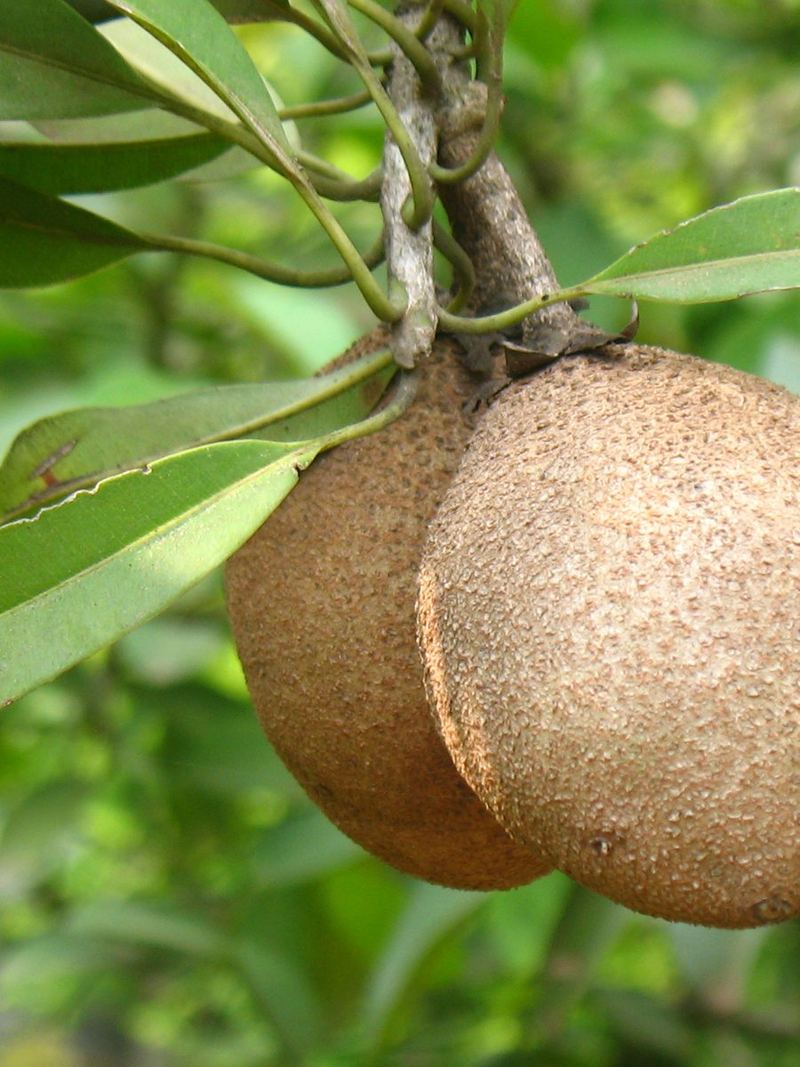 Sapota Plant Medium Plant