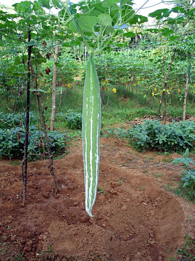 Snake Gourd Seeds 25g