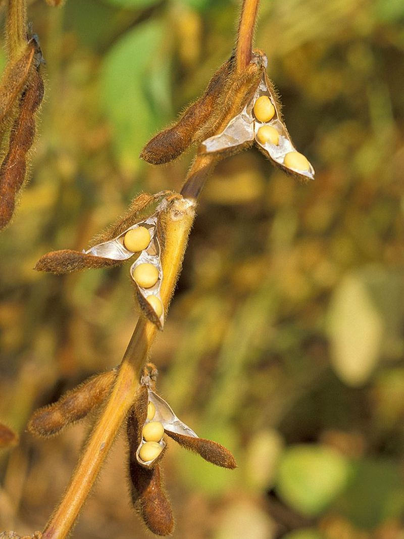 Soybean Seeds 500g