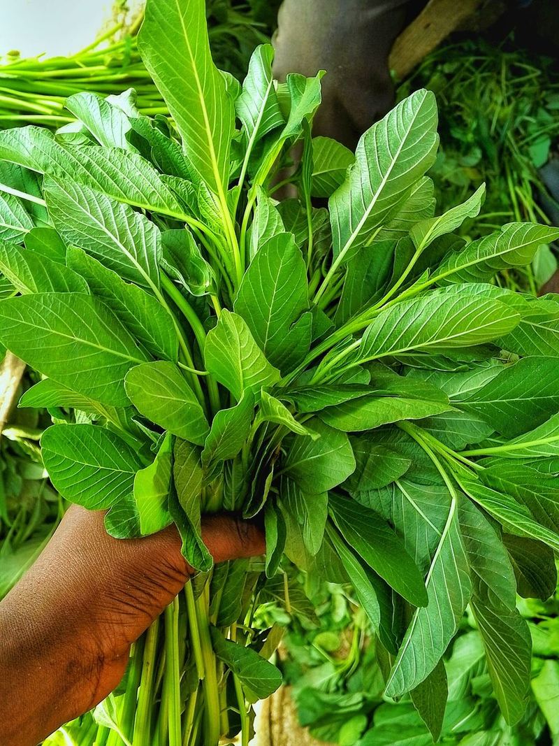 Spinach Seeds 25g