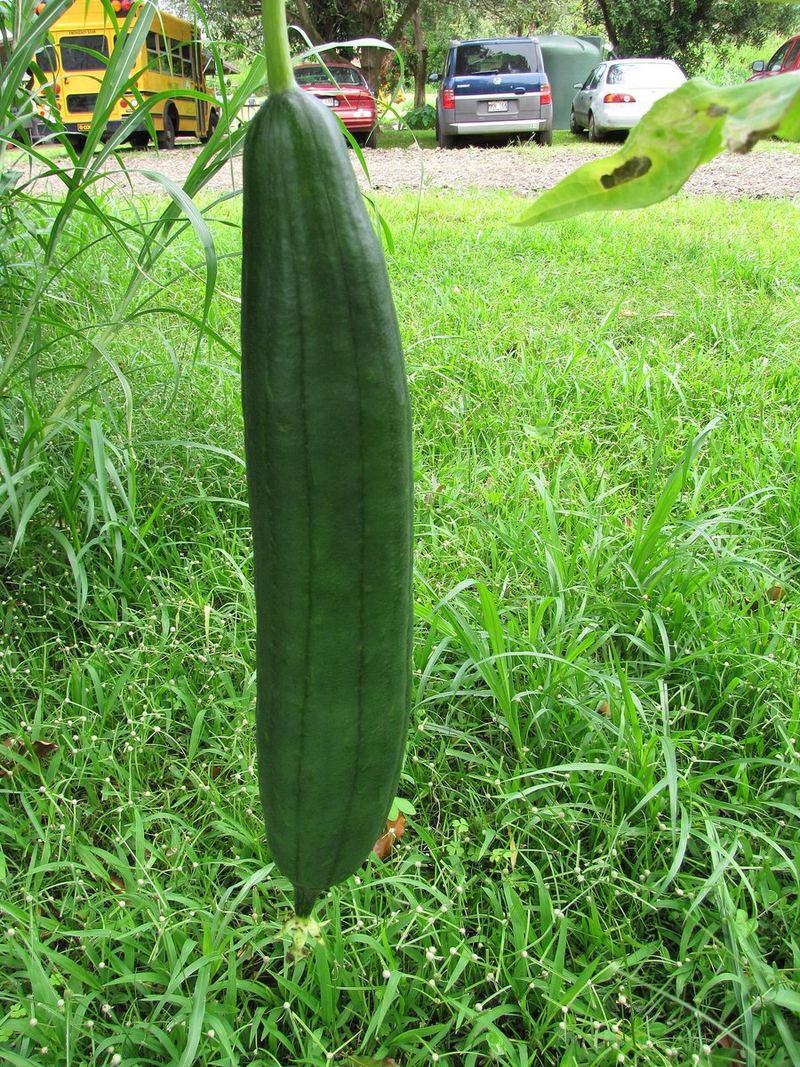 Sponge Gourd Seeds 25g