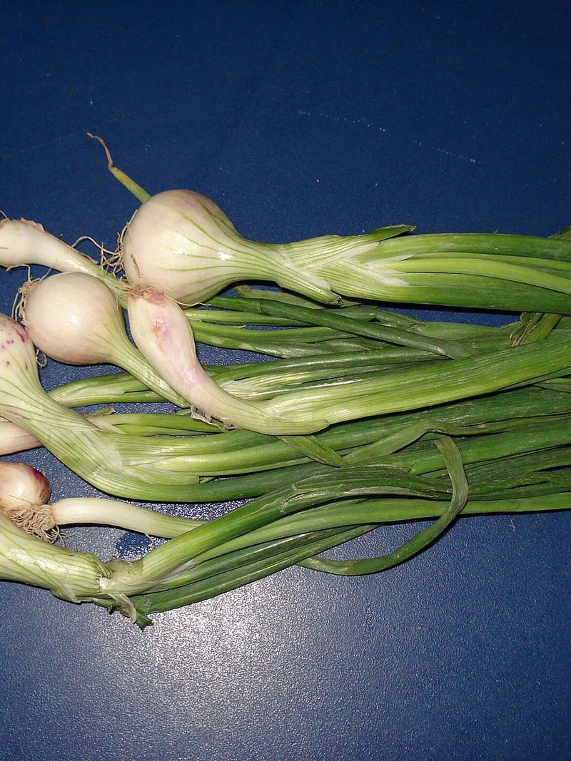 Spring Onion Seeds 25g