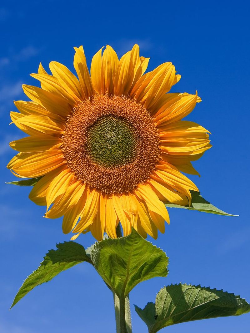 Sunflower Seeds 25 Seeds