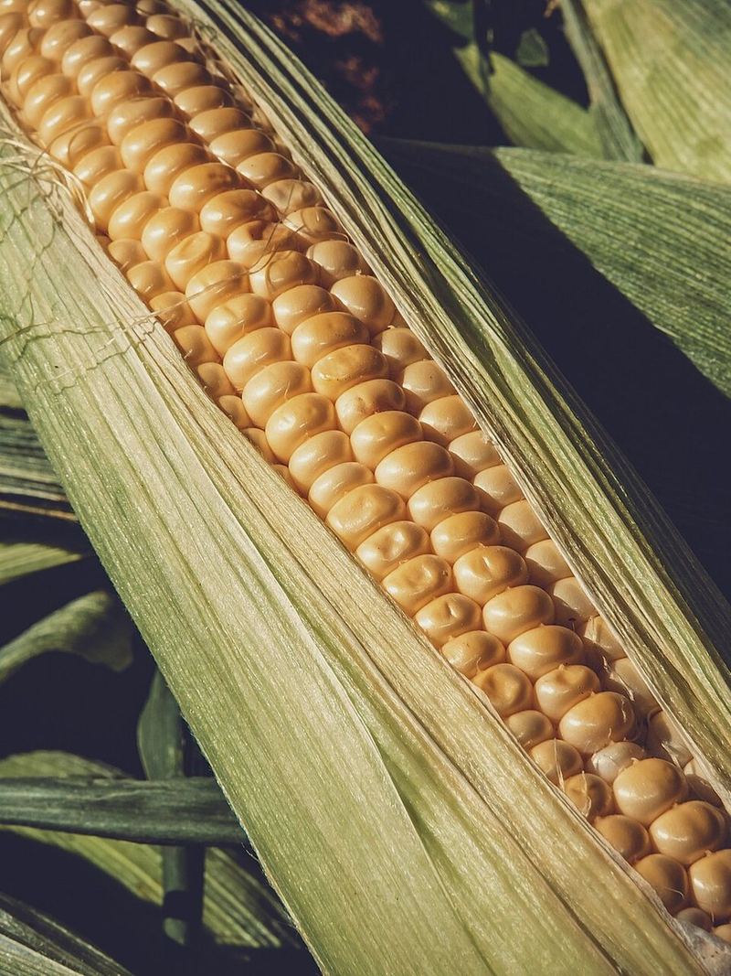 Sweet Corn Seeds 25g