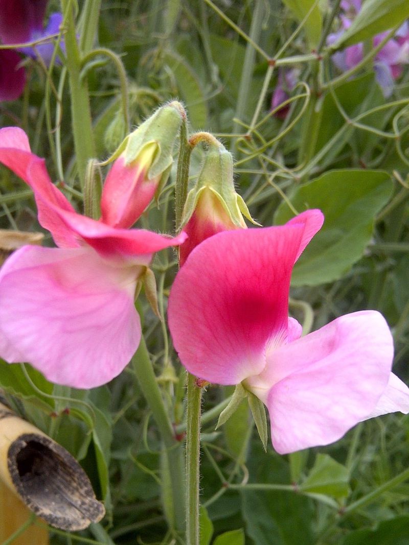 Sweet Pea Seeds 25 Seeds