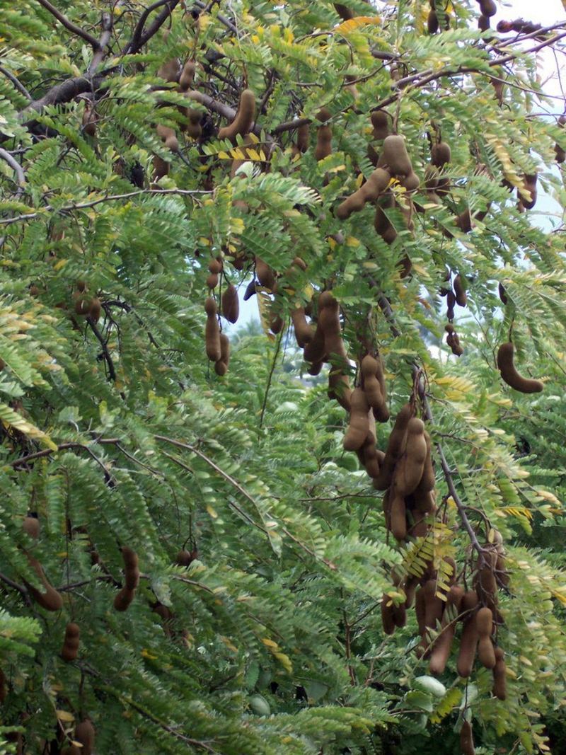 Tamarind Seeds 10 Seeds