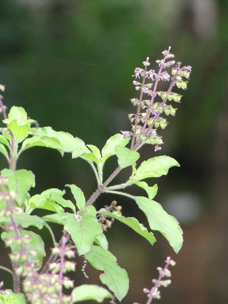 Tulsi Plant Medium Plant