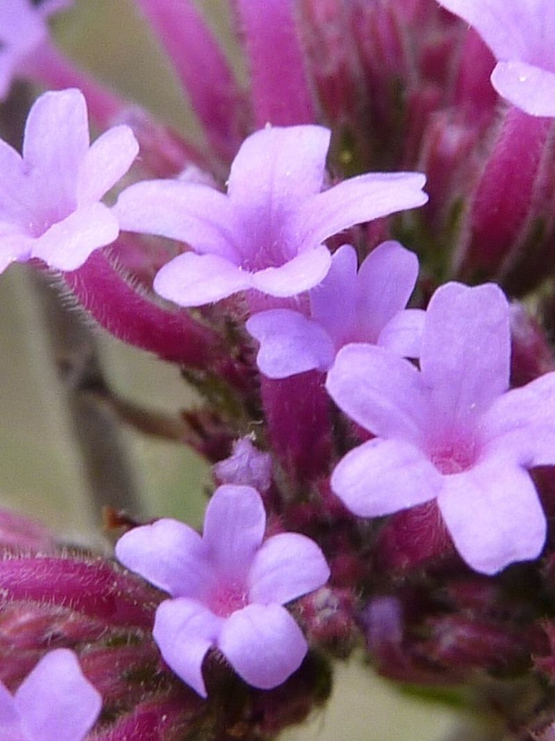 Verbena Seeds 25 Seeds