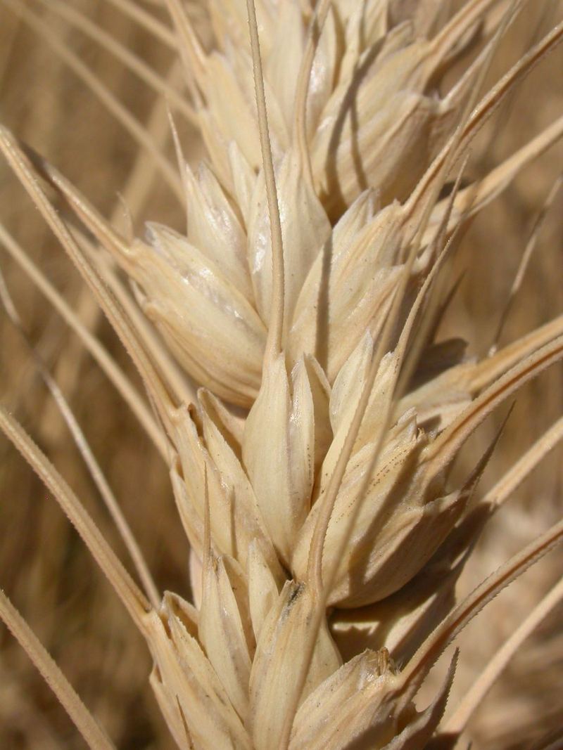 Wheat Seeds 500g