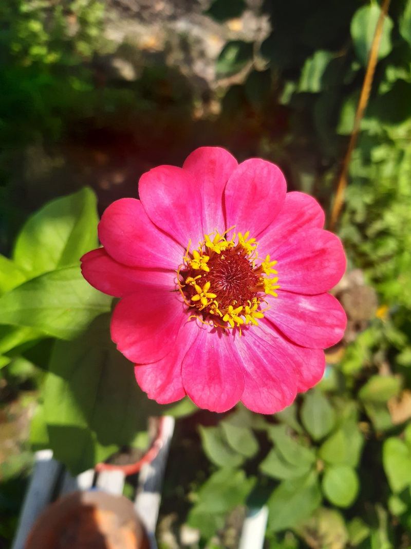 Zinnia Seeds 25 Seeds
